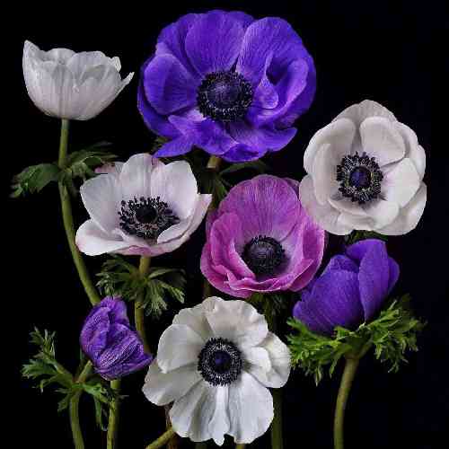 اسماعیل عارف سرتونی بر نگردوندی ببینی